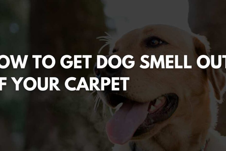 HOW TO GET DOG SMELL OUT OF YOUR CARPET
